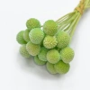 Bola de oro natural flores secas y plantas bouquet combinaciones accesorios de tiro decoración de sala de estar arreglos florales para el hogar material de bricolaje variedad de colores período de colocación largo en stock Specification image